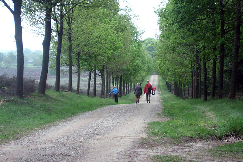 Wandelen op de Sallandse Heuvelrug